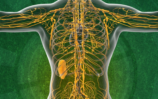 Лимфосистема человека схема движения лимфы видео